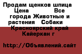 Продам щенков шпица › Цена ­ 20 000 - Все города Животные и растения » Собаки   . Красноярский край,Кайеркан г.